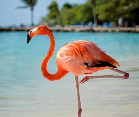 Przytulny 100m Od Plazy * 托雷维耶哈